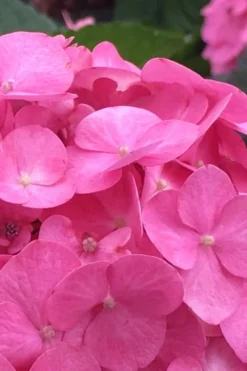 After Midnight Hydrangea - 3 Gallon Pot 13 After Midnight Hydrangea - 3 Gallon Pot -Blossom Grove Store Hydrangea After Midnight 1