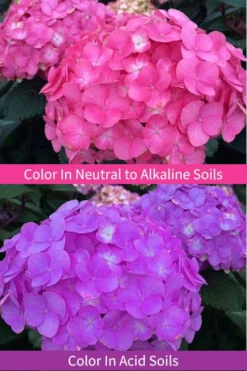 After Midnight Hydrangea - 3 Gallon Pot 10 After Midnight Hydrangea - 3 Gallon Pot -Blossom Grove Store Hydrangea After Midnight 6