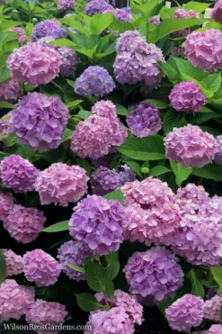 All Summer Beauty Hydrangea - 3 Gallon Pot -Blossom Grove Store Hydrangea All Summer Beauty 1