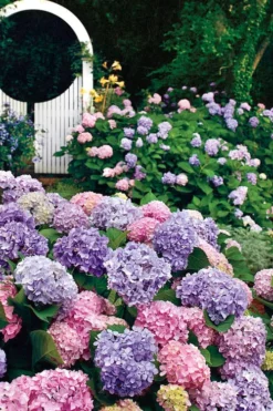 All Summer Beauty Hydrangea - 3 Gallon Pot -Blossom Grove Store Hydrangea All Summer Beauty 2