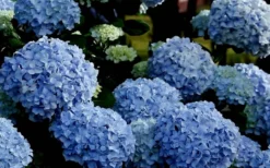 Big Daddy Hydrangea - 7 Gallon Pot -Blossom Grove Store Hydrangea Big Daddy 1