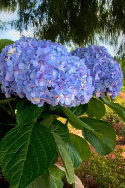 Big Daddy Hydrangea - 7 Gallon Pot -Blossom Grove Store Hydrangea Big Daddy 500x750 2