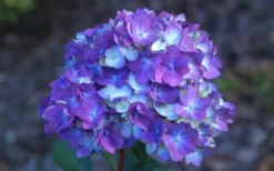 Bloomstruck Endless Summer Hydrangea - 3 Gallon Pot -Blossom Grove Store Hydrangea Bloomstruck Bloom 1