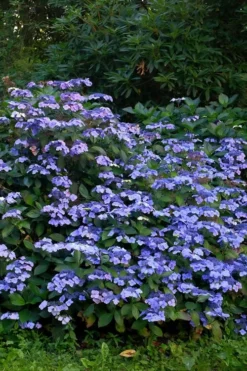 Blue Wave Lacecap Hydrangea - 3 Gallon Pot -Blossom Grove Store Hydrangea Blue Wave 1