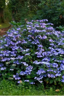 Blue Wave Lacecap Hydrangea - 3 Gallon Pot -Blossom Grove Store Hydrangea Blue Wave 3