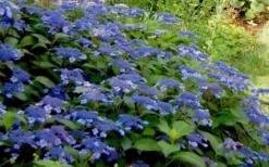 Bluebird Hydrangea - 1 Gallon Pot -Blossom Grove Store Hydrangea Bluebird 3 1