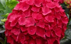 Cardinal Red Hydrangea - 6 Pack Of 1 Gallon Pots -Blossom Grove Store Hydrangea Cardinal