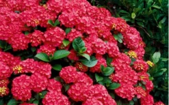 Cardinal Red Hydrangea - 6 Pack Of 1 Gallon Pots -Blossom Grove Store Hydrangea Cardinal Shrub In Bloom