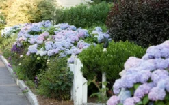 Dear Dolores Hydrangea - 3 Gallon Pot -Blossom Grove Store Hydrangea Dear Dolores Garden Planting