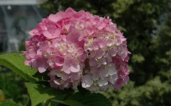 Dear Dolores Hydrangea - 3 Gallon Pot -Blossom Grove Store Hydrangea Dear Dolores Pink