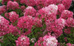 Diamond Rouge Hydrangea - 3 Gallon Pot -Blossom Grove Store Hydrangea Diamond Rouge 7
