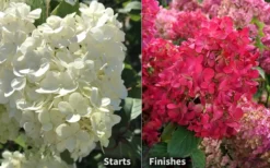 Diamond Rouge Hydrangea - 3 Gallon Pot -Blossom Grove Store Hydrangea Diamond Rouge 8