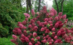 Diamond Rouge Hydrangea - 3 Gallon Pot -Blossom Grove Store Hydrangea Diamond Rouge5