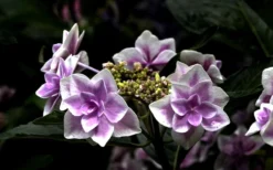 Double Delights Stargazer Hydrangea - 3 Gallon Pot -Blossom Grove Store Hydrangea Double Delights Stargazer 5