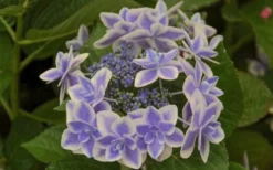Double Delights Stargazer Hydrangea - 3 Gallon Pot -Blossom Grove Store Hydrangea Double Delights Stargazer 6