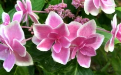 Double Delights Stargazer Hydrangea - 3 Gallon Pot -Blossom Grove Store Hydrangea Double Delights Stargazer 7
