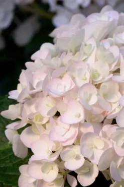 Blushing Bride Endless Summer Hydrangea - 3 Gallon Pot