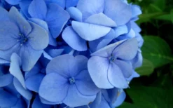 Endless Summer Hydrangea Original - 1 Gallon Pot -Blossom Grove Store Hydrangea Endless Summer Closeup 2 1