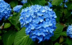 Endless Summer Hydrangea Original - 3 Gallon Pot -Blossom Grove Store Hydrangea Endless Summer Closeup