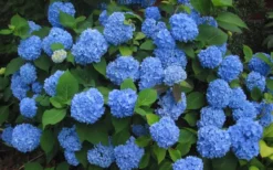 Endless Summer Hydrangea Original - 3 Gallon Pot -Blossom Grove Store Hydrangea Endless Summer Closeup 3