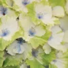 Everlasting Noblesse Hydrangea - 3 Gallon Pot