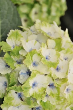 Everlasting Noblesse Hydrangea - 3 Gallon Pot -Blossom Grove Store Hydrangea Everlasting Noblesse 3