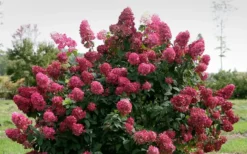 Fire Light Hydrangea - Single Trunk Topiary Tree - 5 Gallon Pot -Blossom Grove Store Hydrangea Fire Light 1