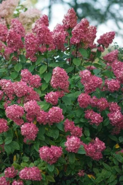Fire Light Hydrangea - Single Trunk Topiary Tree - 5 Gallon Pot -Blossom Grove Store Hydrangea Fire Light 2