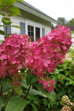 Fire Light Hydrangea - Single Trunk Topiary Tree - 5 Gallon Pot -Blossom Grove Store Hydrangea Fire Light 3