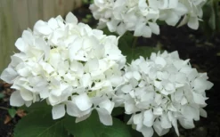 Sister Theresa Hydrangea - 3 Gallon Pot -Blossom Grove Store Hydrangea Sister Theresa 50