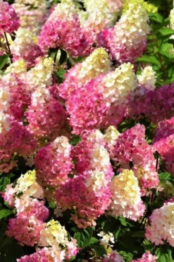 Strawberry Sundae Hydrangea - 1 Gallon Pot -Blossom Grove Store Hydrangea Strawberry Sundae Flowers 5 1