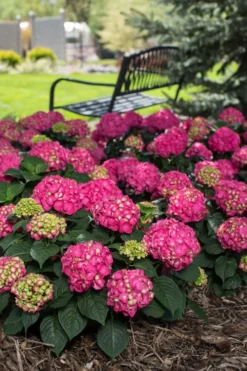 Summer Crush Endless Summer Hydrangea - 6 Gallon Pot -Blossom Grove Store Hydrangea Summer Crush Endless Summer 3 2