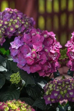 Summer Crush Endless Summer Hydrangea - 2 Gallon Pot -Blossom Grove Store Hydrangea Summer Crush Endless Summer 4 1