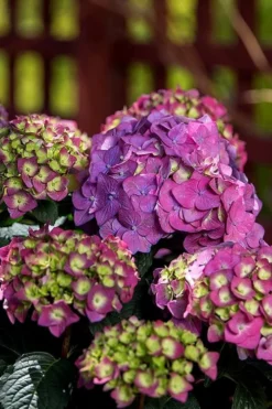Summer Crush Endless Summer Hydrangea - 3 Gallon Pot -Blossom Grove Store Hydrangea Summer Crush Endless Summer 5 3