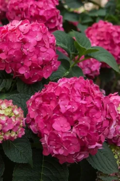Summer Crush Endless Summer Hydrangea - 3 Gallon Pot -Blossom Grove Store Hydrangea Summer Crush Endless Summer 6 3
