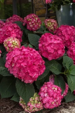 Summer Crush Endless Summer Hydrangea - 2 Gallon Pot -Blossom Grove Store Hydrangea Summer Crush Endless Summer 7 1