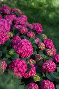 Summer Crush Endless Summer Hydrangea - 3 Gallon Pot -Blossom Grove Store Hydrangea Summer Crush Endless Summer 9 3