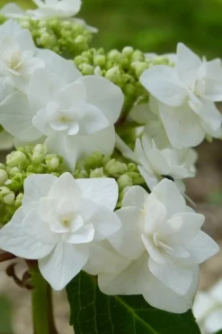 Double Delights Wedding Gown Lacecap Hydrangea - 3 Gallon Pot -Blossom Grove Store Hydrangea Wedding Gown 23
