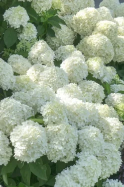 White Wedding Hydrangea - 2 Gallon Pot -Blossom Grove Store Hydrangea White Wedding 5 x750