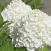 White Wedding Hydrangea - 2 Gallon Pot