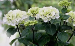 Zebra Hydrangea - 1 Gallon Pot 13 Zebra Hydrangea - 1 Gallon Pot -Blossom Grove Store Hydrangea Zebra Flowers