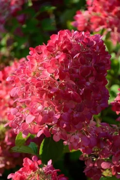Diamond Rouge Hydrangea - 3 Gallon Pot -Blossom Grove Store Hydrangia Diamond Rouge 5