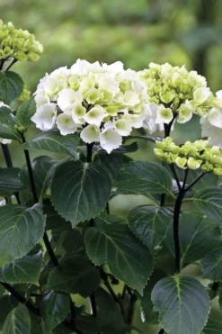Zebra Hydrangea - 3 Gallon Pot 13 Zebra Hydrangea - 3 Gallon Pot -Blossom Grove Store Hydrangrea Zebra 11