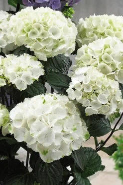 Zebra Hydrangea - 1 Gallon Pot 10 Zebra Hydrangea - 1 Gallon Pot -Blossom Grove Store Hydrangrea Zebra 12