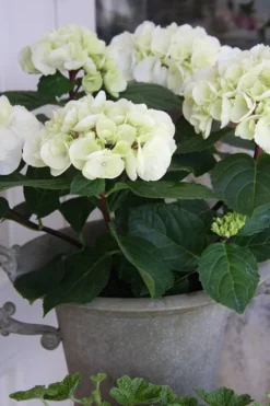 Zebra Hydrangea - 3 Gallon Pot 11 Zebra Hydrangea - 3 Gallon Pot -Blossom Grove Store Hydrangrea Zebra 14 1