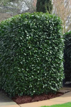 Schip Laurel (Prunus Laurocersasus 'Schipkaensis') - 6 Pack Of 1 Gallon Pots -Blossom Grove Store Laurel Schip 2 1