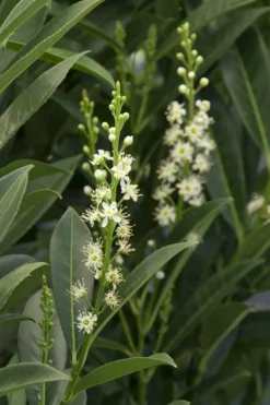 Schip Laurel (Prunus Laurocersasus 'Schipkaensis') - 6 Pack Of 1 Gallon Pots -Blossom Grove Store Laurel Schip 3 1