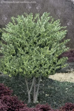 Jack Frost Ligustrum (Privet) - 3 Gallon Pot -Blossom Grove Store Ligustrum Jack Frost 8