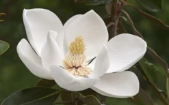 Alta Southern Magnolia - 7 Gallon Pot (4-5') -Blossom Grove Store Magnolia Alta 2