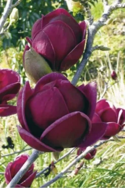 Genie Magnolia Tulip Tree - 5 Gallon Pot -Blossom Grove Store Magnolia Genie 10